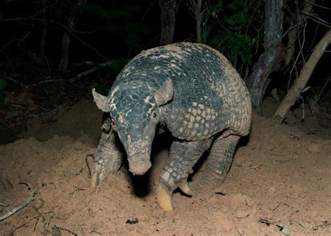 28 Giant Armadillo Facts (2 Types) Largest Living and Extinct | Storyteller Travel