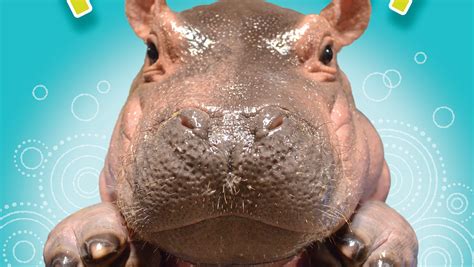 Fiona the baby hippo featured in new children's book