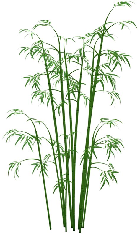 Bamboo PNG Image | PNG All