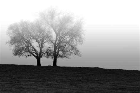 1280x1024 wallpaper | silhouette photo of 2 trees | Peakpx