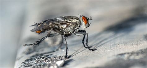 Why Are So Many Flies in my House? - Rentokil indonesia