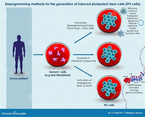 Methods for Generation of Induced Pluripotent Stem Cells Stock Illustration - Illustration of ...