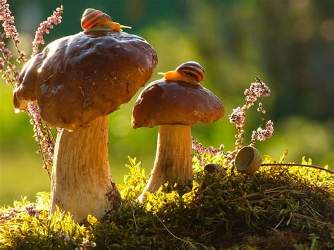 A Magical World Of Mushrooms By Vyacheslav Mishchenko | Bored Panda