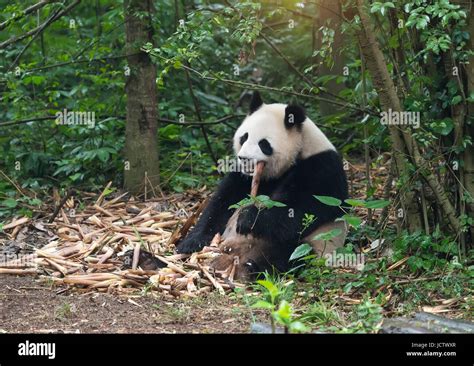 Panda gigante comiendo bambú Fotografía de stock - Alamy