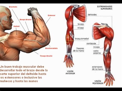 Músculos del antebrazo: origen, funciones, y más