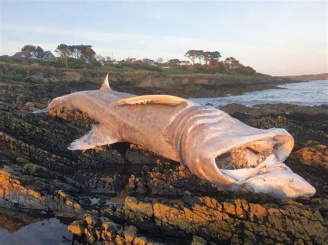 2 giant basking sharks have washed up on the Irish coast in the past week. What is going on ...