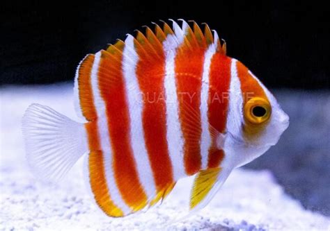 Tag: peppermint angelfish | Reef Builders | The Reef and Saltwater Aquarium Blog