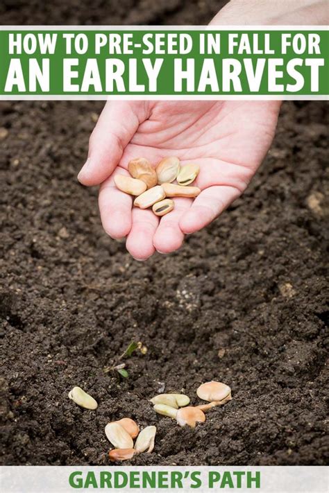 How to Pre-Seed the Garden in Fall for an Early Harvest | Gardener’s Path