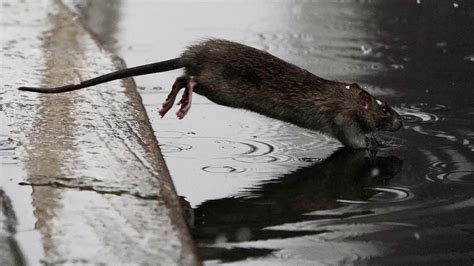 New York City appoints 'rat czar' to lead 'wholesale slaughter' of ...