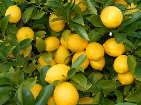 Seedless Lemon For Garden