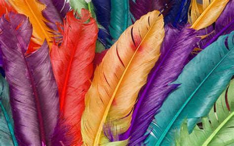 Wallpaper : colorful, feathers, color, leaf, bird, feather, material, macaw, wing, vertebrate ...