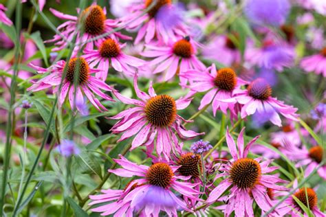 Growing Echinacea Purpurea ‘Purple Coneflower’ – Get Your Care And ...