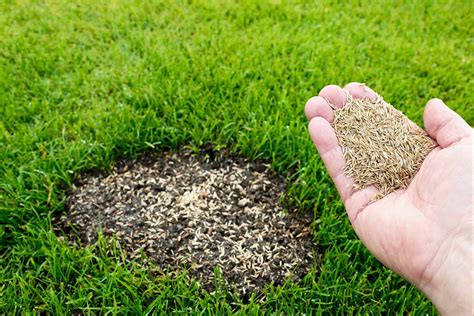 Overseeding and Feeding Your Lawn - Notre Dame Castle