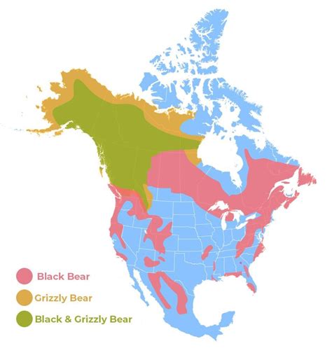 bear map usa population distribution Bear Safety, Aggressive Animals, Appalachian Trail Hiking ...