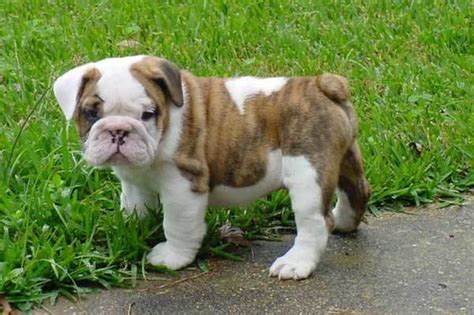 A Complete Guide To The Miniature English Bulldog