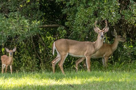 Understanding the Shot Placement: Where to Shoot a Deer - Outabs