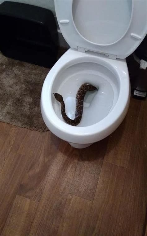 Family finds rattlesnake in toilet bowl - and 23 more around the house