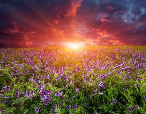 Sunset Over Wild Flower Meadow Stock Photo - Image of background, season: 149632250