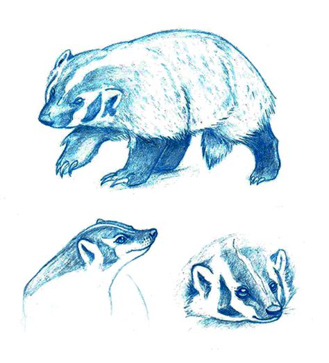 Fox in the Rain: American Badger Sketches