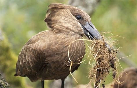 Hamerkop | Scopus umbretta | Marwell Zoo