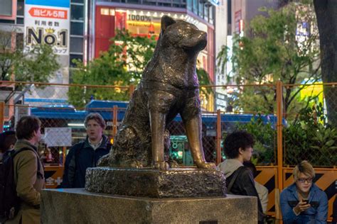 Hachiko Statue - Tourist in Japan