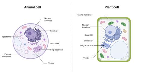 9.3 The Endomembrane System – College Biology I