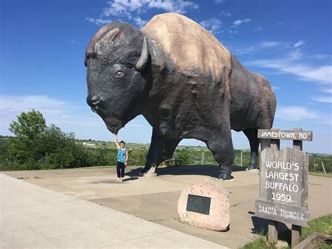 National Buffalo Museum (Jamestown) - 2020 What to Know Before You Go ...