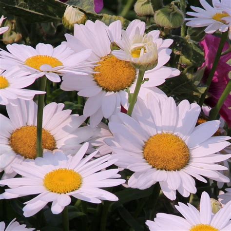 Cottage Farms Direct - Perennials - 4-Piece Perpetuals® Everblooming Shasta Daisy Collection