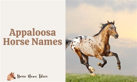 250 Appaloosa Horse Names (With Meanings) - HorseNameIdeas.com