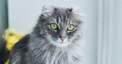 American Curl Cat: Everything You Need To Know