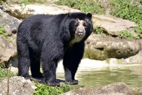 Spectacled Bear - Worldwide Nature