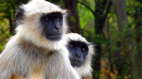 File:Langur Monkey.JPG - Wikimedia Commons