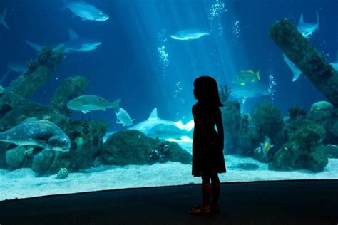 ABQ BioPark Aquarium: Albuquerque Attractions Review - 10Best Experts and Tourist Reviews