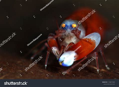 653 Snapping Shrimp Images, Stock Photos & Vectors | Shutterstock