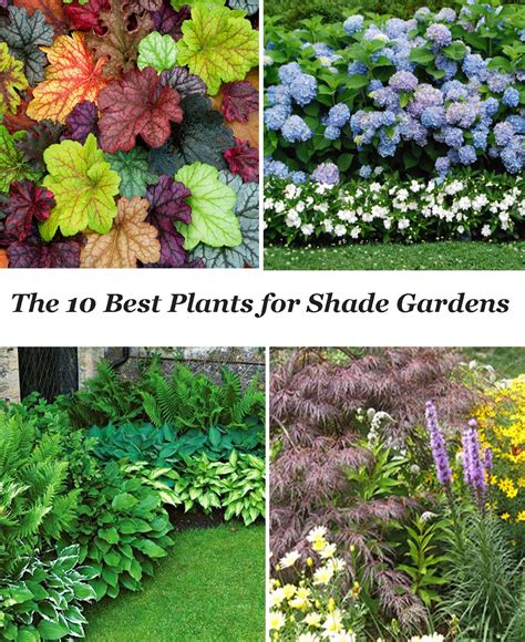 10 Best Shade Garden Plants - The Honeycomb Home | Shade garden plants ...