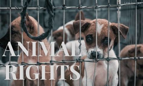 What are the Rights of the Animals? - LAW INSIDER INDIA- INSIGHT OF LAW ...