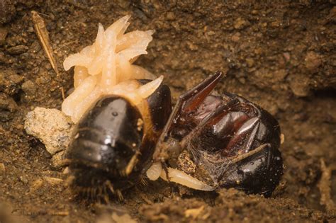 File:Camponotus herculeanus and parasitic dipteran larvae, Michal Kukla ...