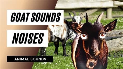 When A Goat Sounds Noises - goat sounds goat pictures the sound a goat makes animal sounds - YouTube