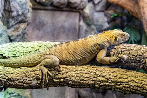 The Jamaican iguana (Cyclura collei) is a large species of lizard in the family Iguanidae. The ...