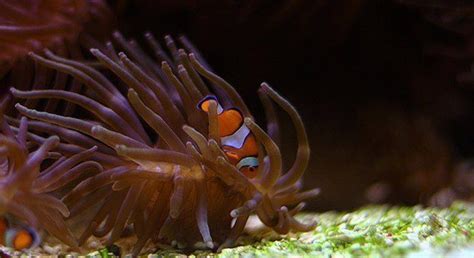 Fun Facts About Clownfish | The Fact Site