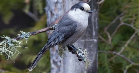 The Camp Robber Bird: A Fascinating Food-Snatcher – Nature Blog Network