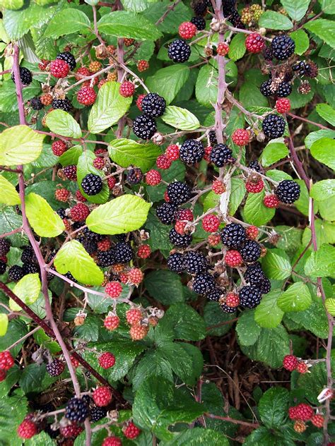 Patternista: Blackberry & Apple Jam Recipe!