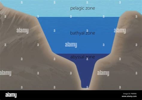 Bathyal zone hi-res stock photography and images - Alamy