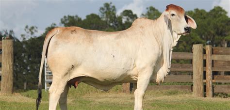 Brahman Cattle For Sale