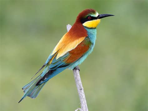 The Migratory birds scene at The Hide, Hwange – The Hide