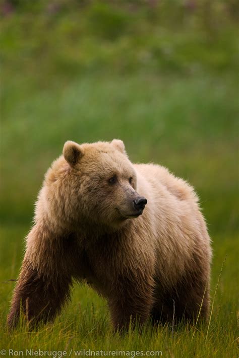 Brown Bear Cub | Photos by Ron Niebrugge