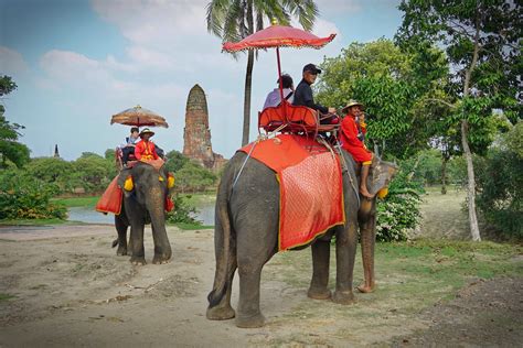 The Complicated Business of Saving Elephant Tourism: A Skift Deep Dive