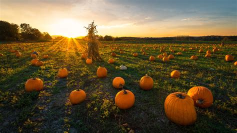 Top Pumpkin Patches in The Midwest | Pumpkin, Pumpkin patch, Jack o lantern