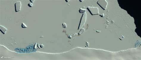 Poop stains visible from space reveal hidden colonies of Antarctic ...