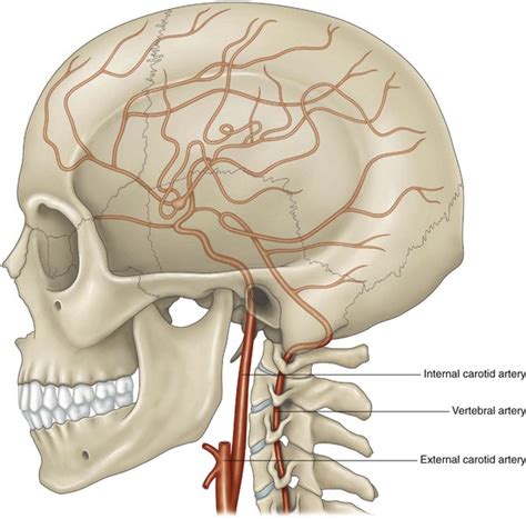 Internal Carotid Artery